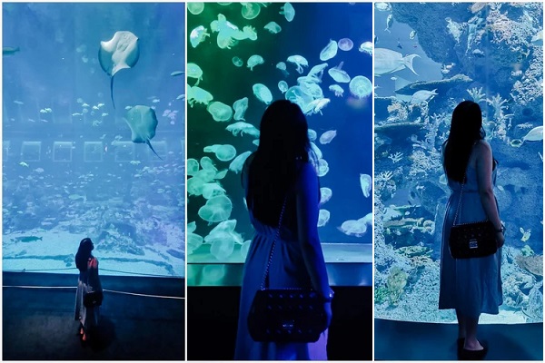 Thủy cung S.E.A Aquarium với vô vàn loài sinh vật biển